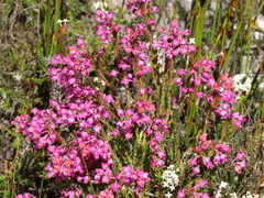 Erica irregularis