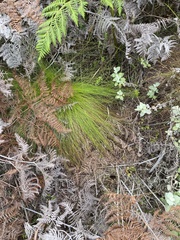 Ficinia fascicularis