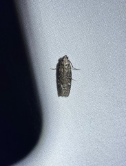 Dioryctria ponderosae