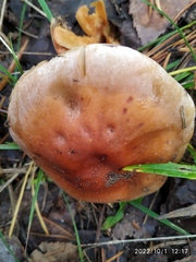 Hypholoma lateritium