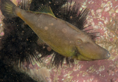 Meuschenia flavolineata