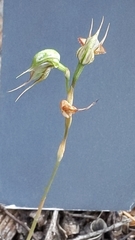 Pterostylis lepida