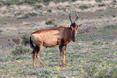 Alcelaphus buselaphus caama