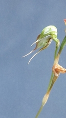 Pterostylis lepida