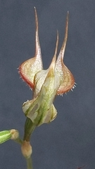 Pterostylis lepida