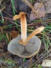 Hypholoma lateritium
