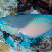 Bluepatch Parrotfish - Photo (c) Erik Schlogl, some rights reserved (CC BY-NC), uploaded by Erik Schlogl