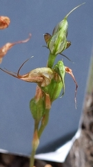 Pterostylis lepida