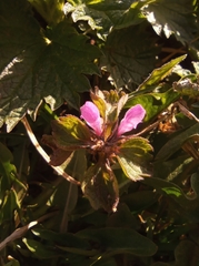 Lamium