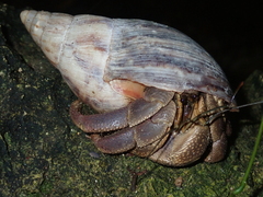 Coenobita brevimanus