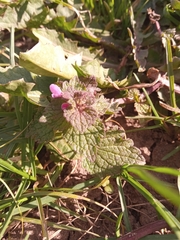 Lamium