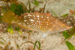 Notolabrus gymnogenis