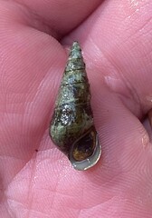 Pleurocera attenuata