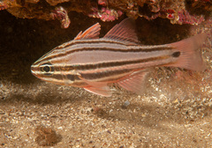 Ostorhinchus limenus