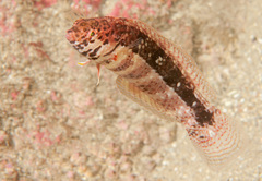 Eupetrichthys angustipes