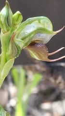 Pterostylis lepida
