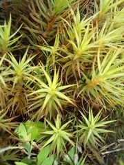 Polytrichum