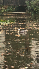 Anas platyrhynchos domesticus