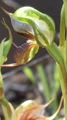 Pterostylis lepida
