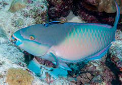 Labroides dimidiatus