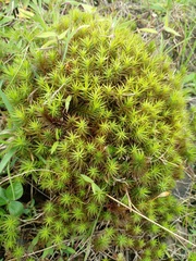 Polytrichum
