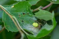 Araniella cucurbitina