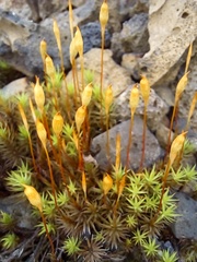 Polytrichum