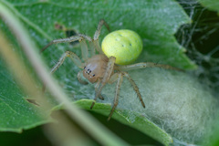 Araniella cucurbitina