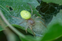 Araniella cucurbitina
