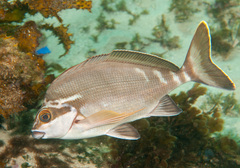Morwong fuscus