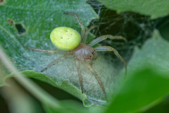 Araniella cucurbitina