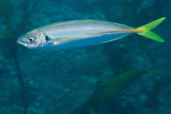Trachurus novaezelandiae