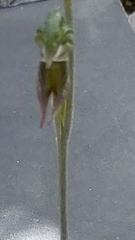 Pterostylis pusilla