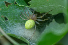 Araniella cucurbitina