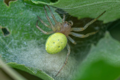 Araniella cucurbitina