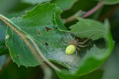 Araniella cucurbitina