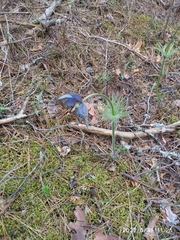 Pulsatilla