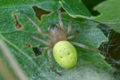 Araniella cucurbitina