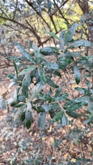 Olea europaea