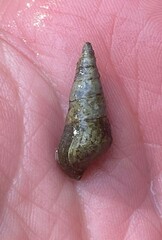 Pleurocera attenuata