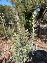 Actinotus helianthi