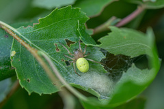Araniella cucurbitina