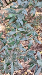 Olea europaea