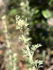 Actinotus helianthi