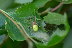 Araniella cucurbitina