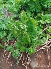 Galega orientalis