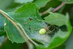 Araniella cucurbitina