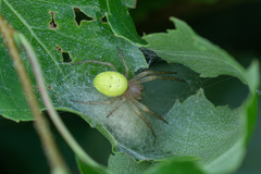 Araniella cucurbitina