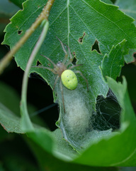 Araniella cucurbitina