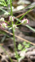 Daucus glochidiatus